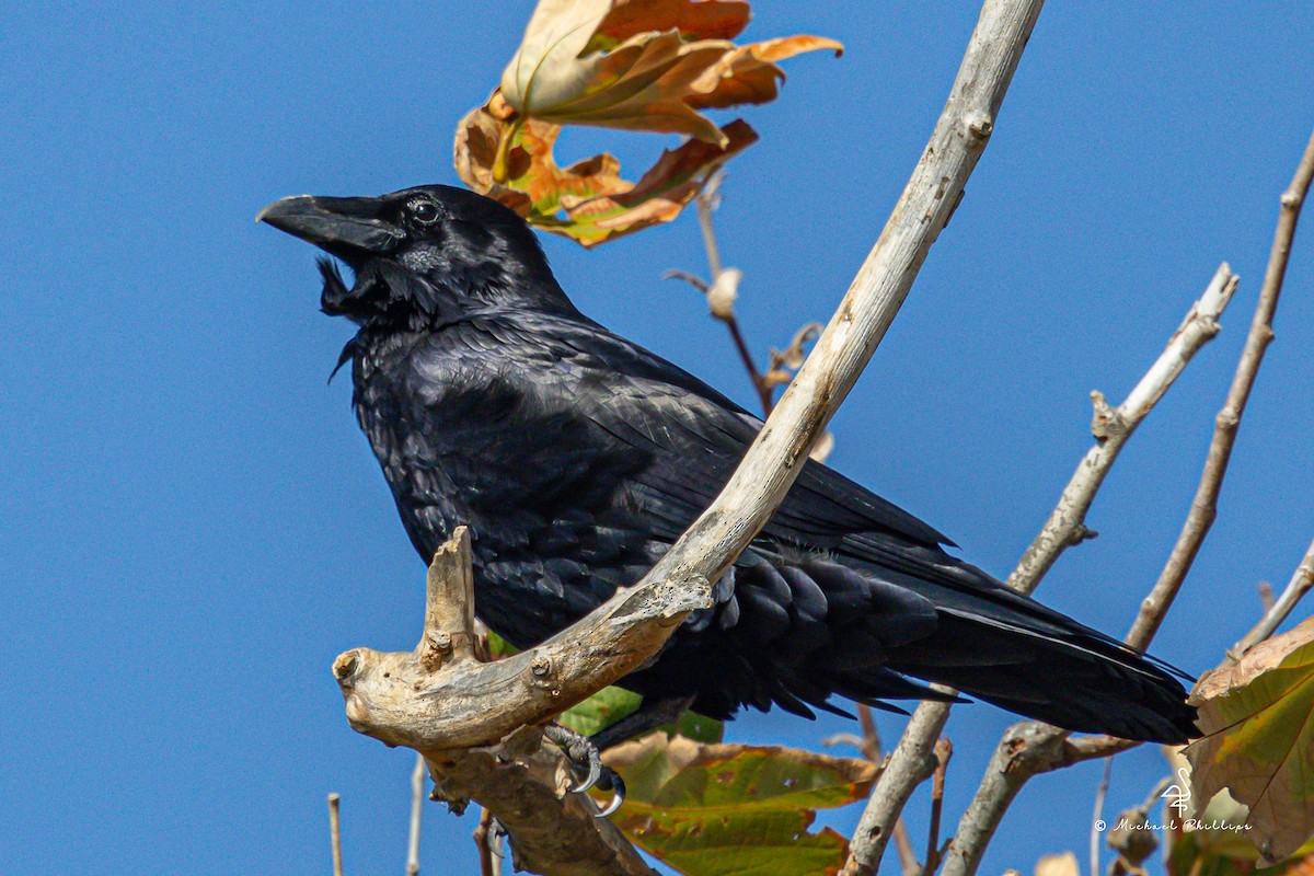 Common Raven - ML644843290