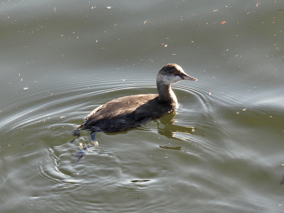 ハジロカイツブリ - ML644843297