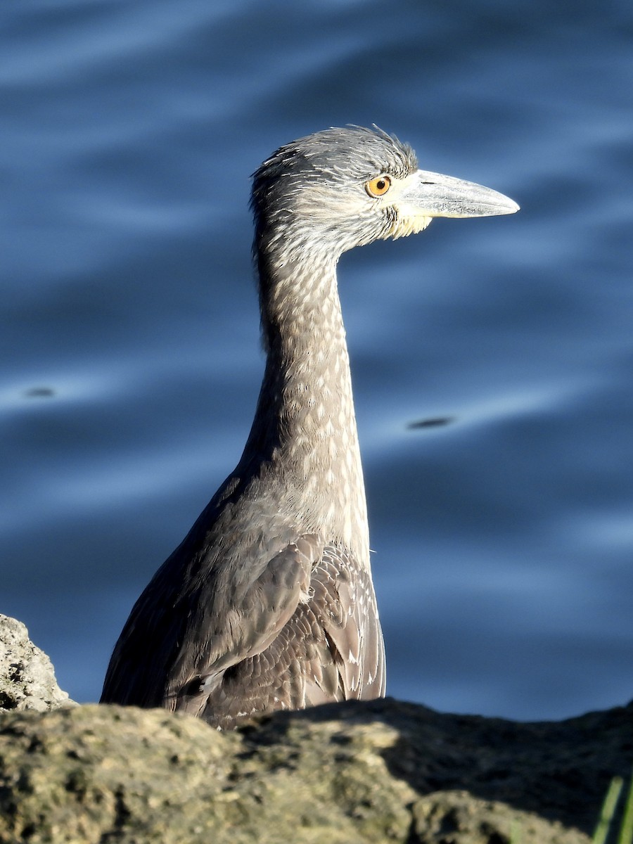 kvakoš žlutočelý - ML644843298