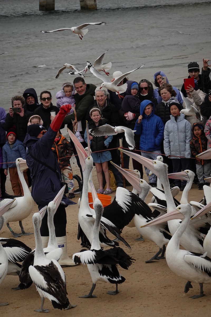 Australian Pelican - ML644843311