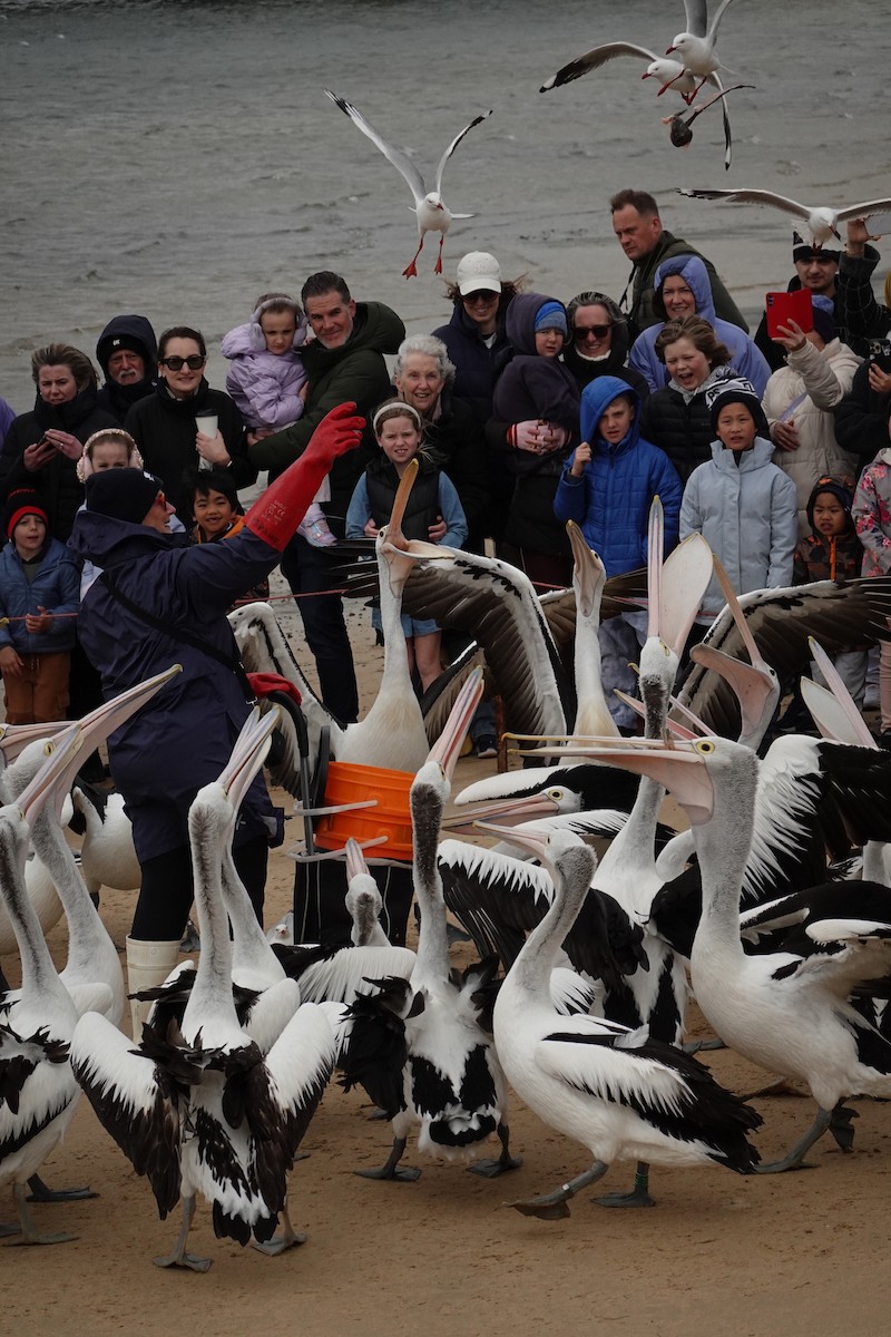 Australian Pelican - ML644843312