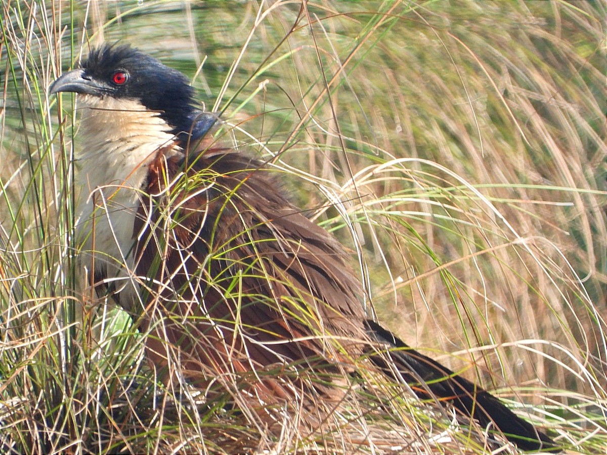 Blue-headed Coucal - ML644843334