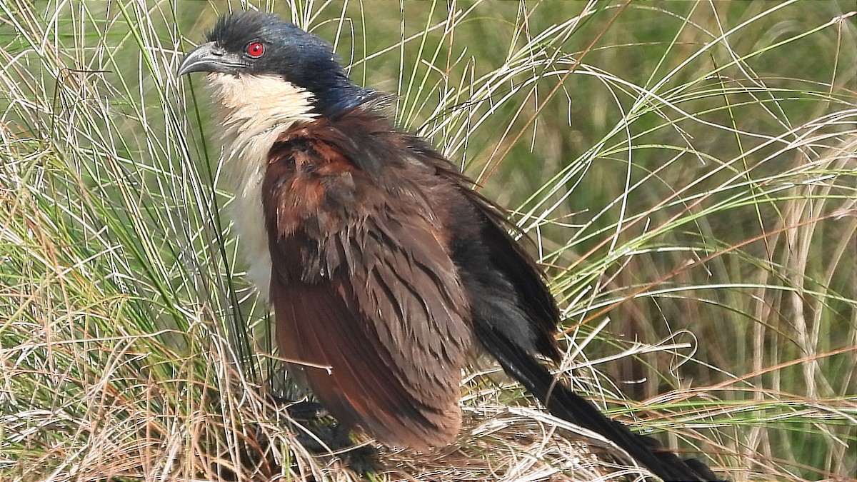 Blue-headed Coucal - ML644843335