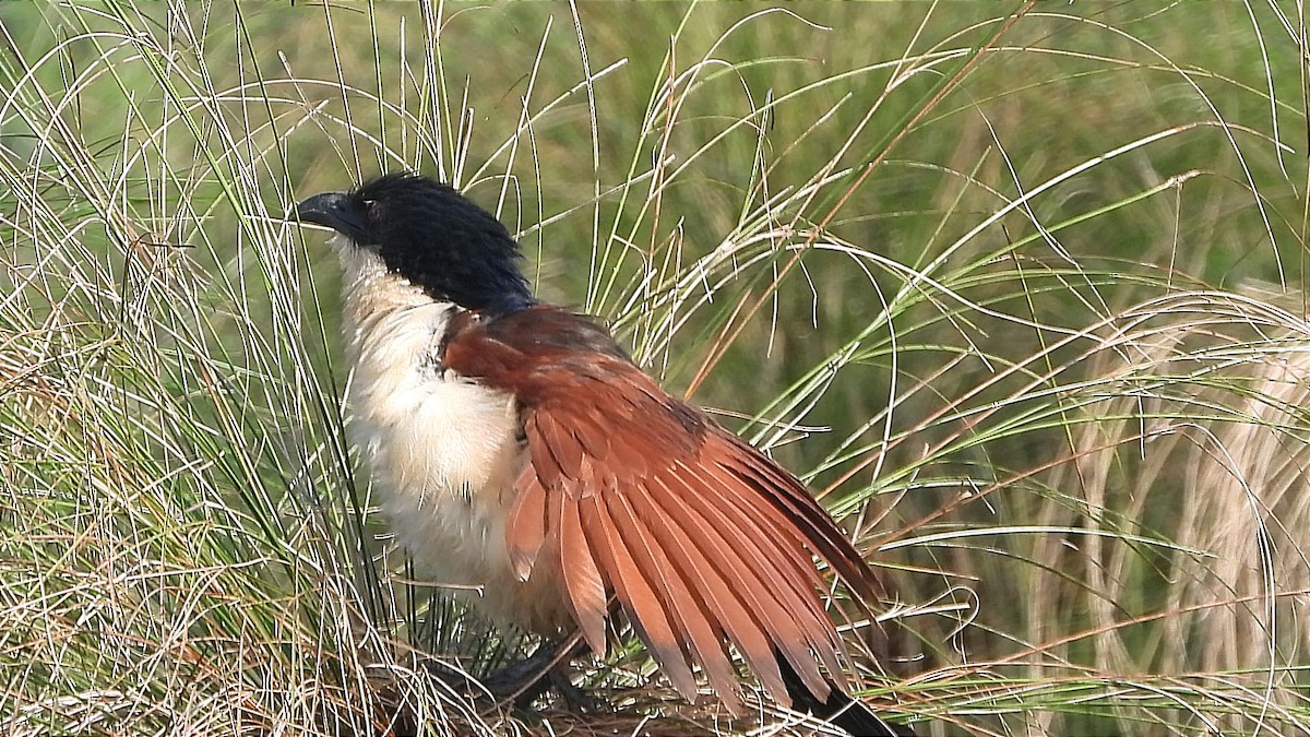 Blue-headed Coucal - ML644843336