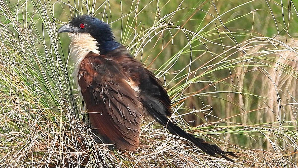 Blue-headed Coucal - ML644843337