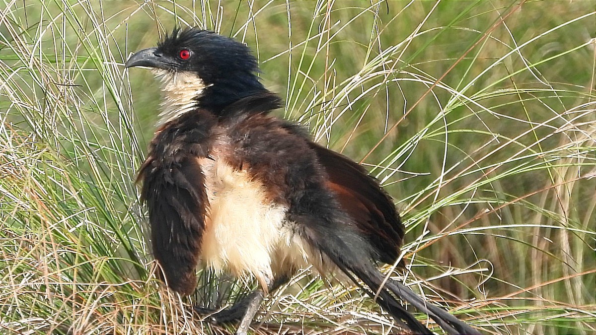 Blue-headed Coucal - ML644843338