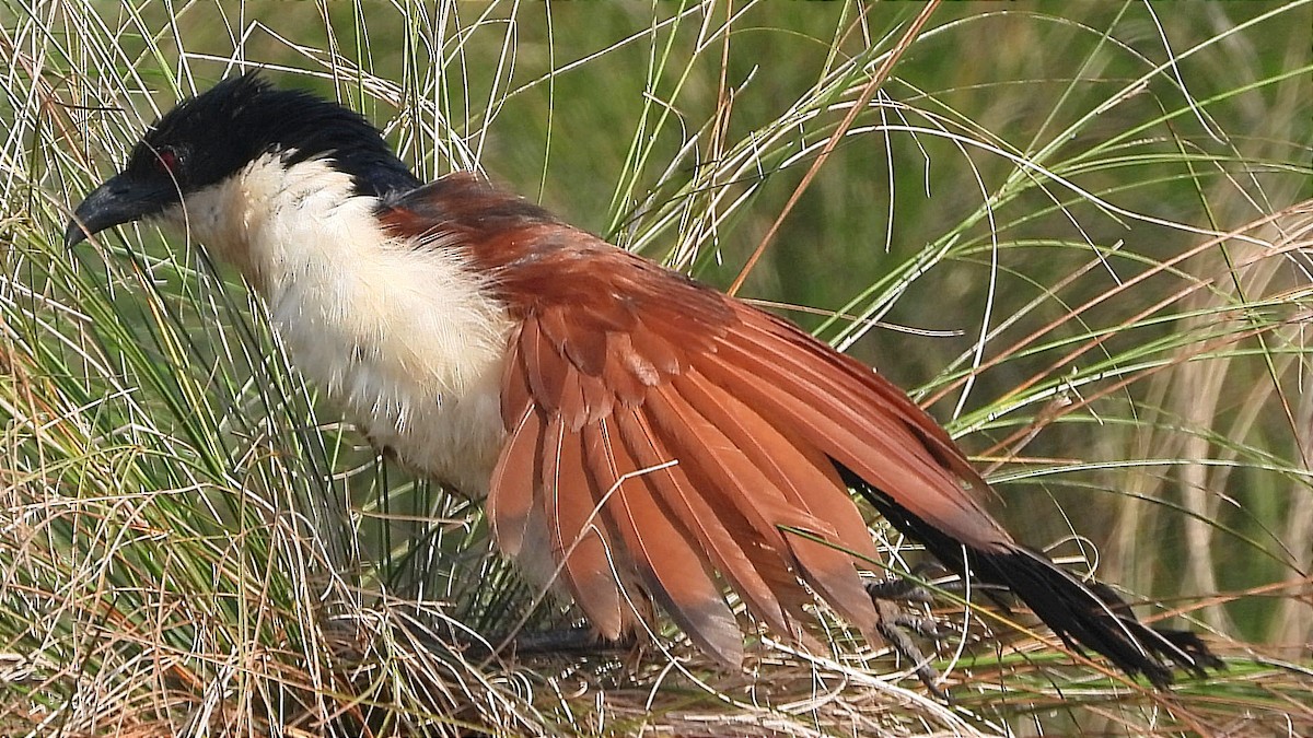Blue-headed Coucal - ML644843339