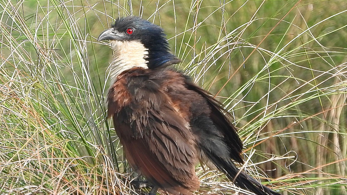 Blue-headed Coucal - ML644843340