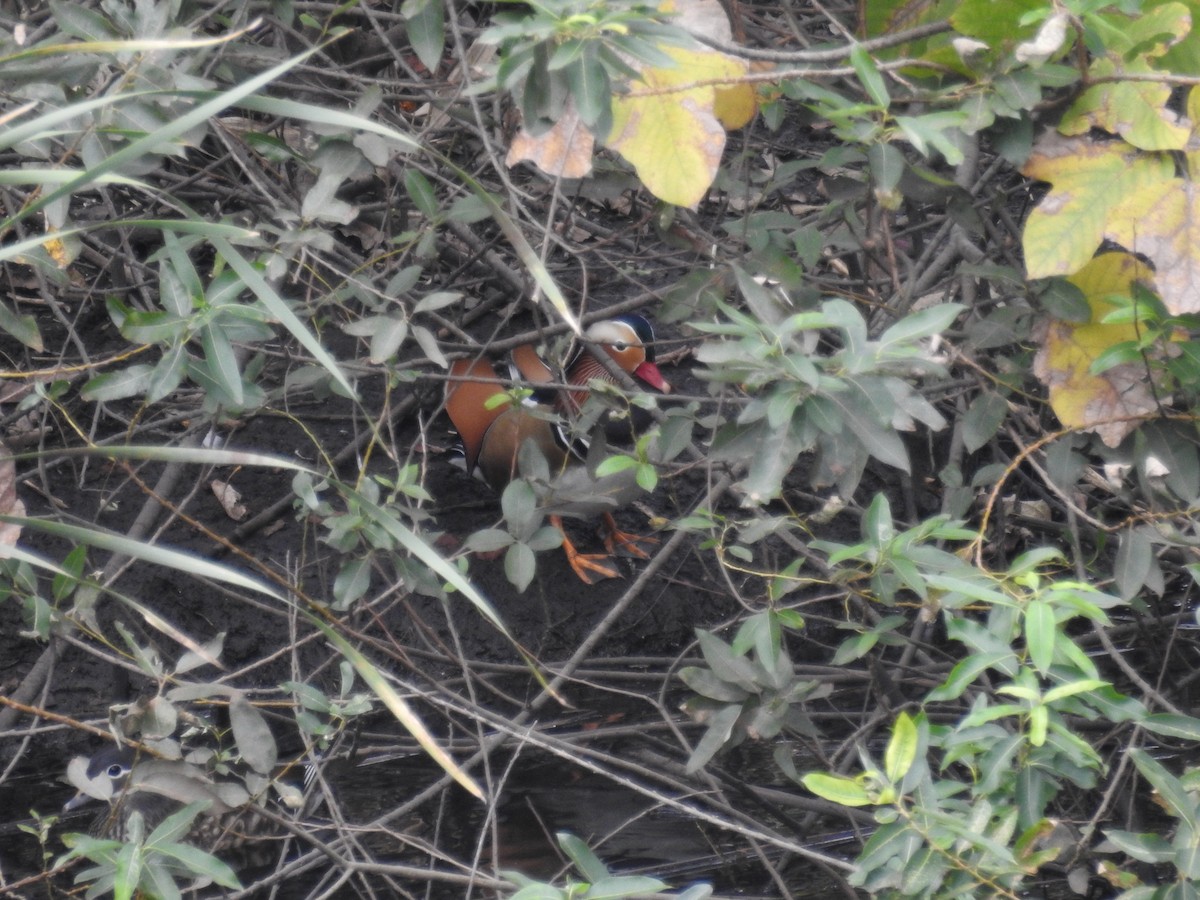 Мандаринка - ML644843342