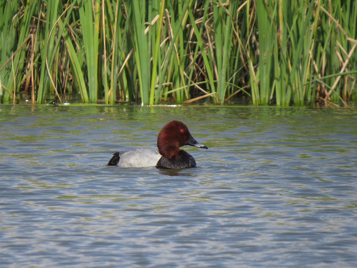 Common Pochard - ML644843347