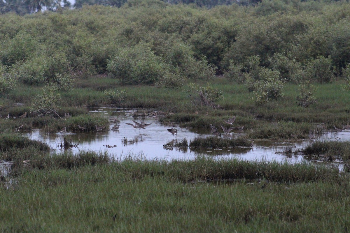 Wood Sandpiper - ML644843351