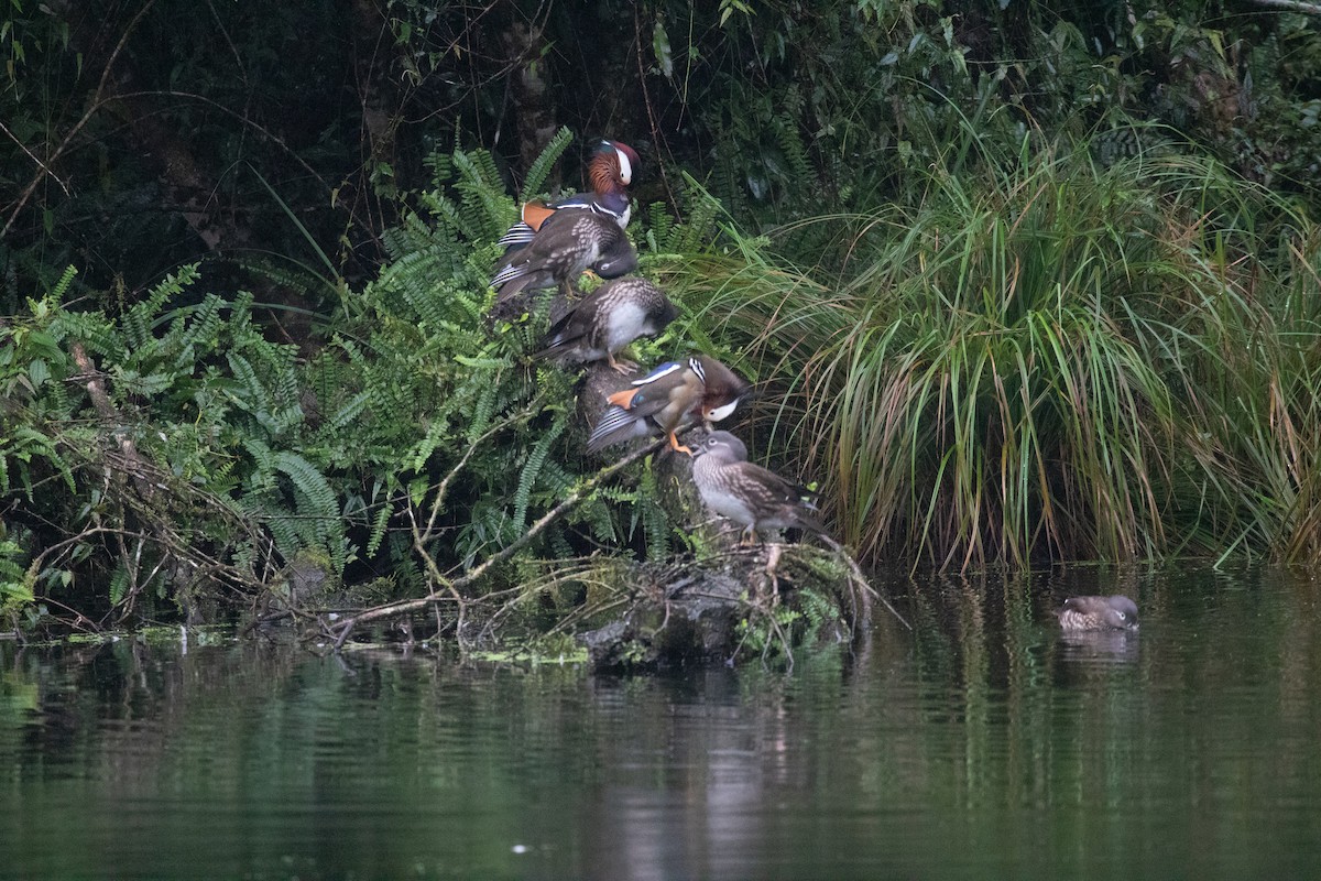 Мандаринка - ML644843356