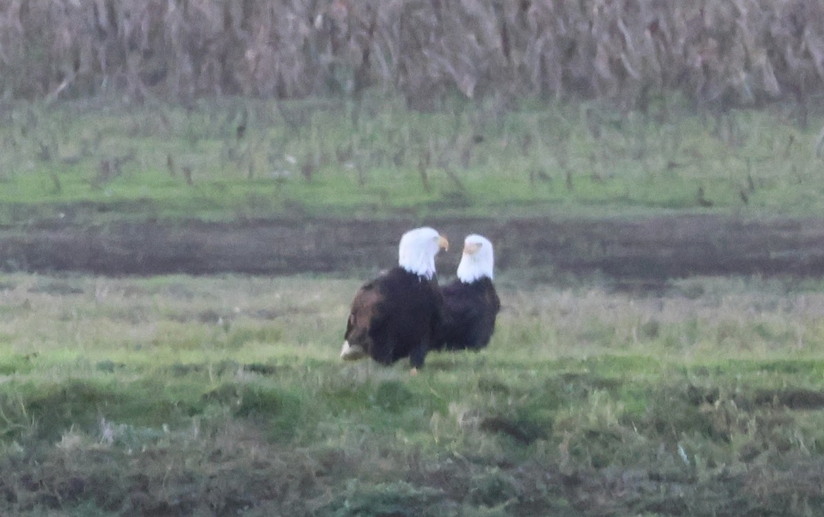 Bald Eagle - ML644843357