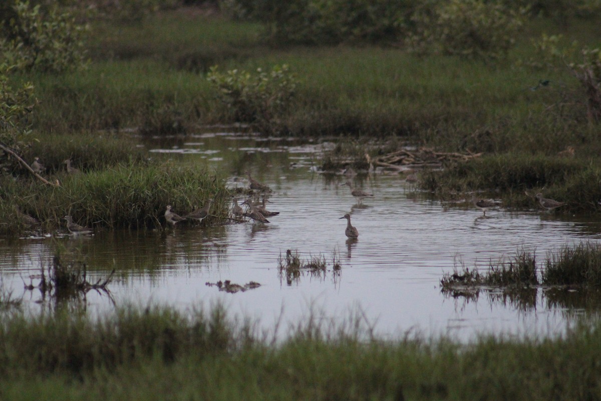 Wood Sandpiper - ML644843359