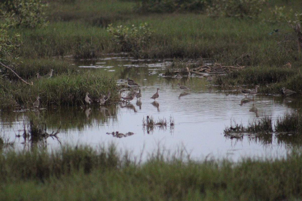 Wood Sandpiper - ML644843365