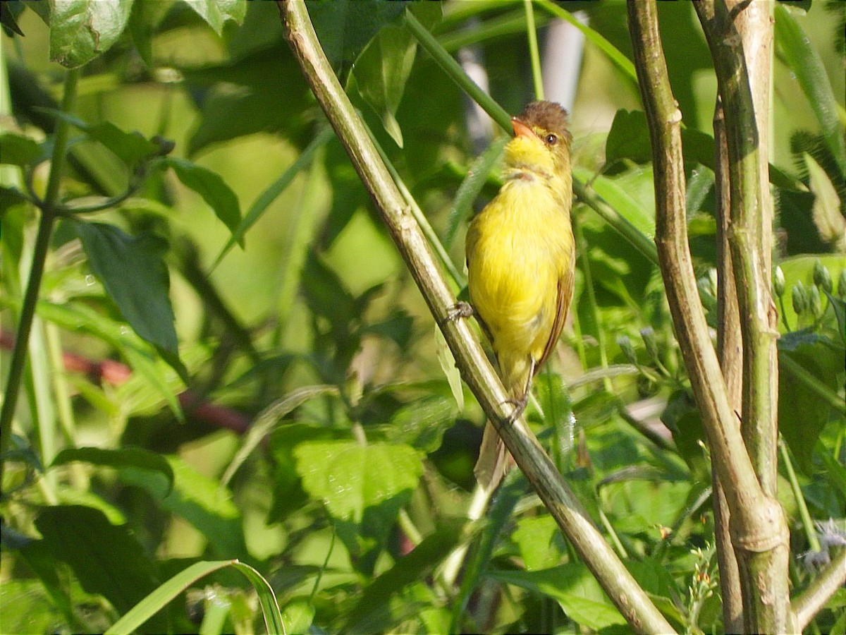 African Yellow-Warbler - ML644843372