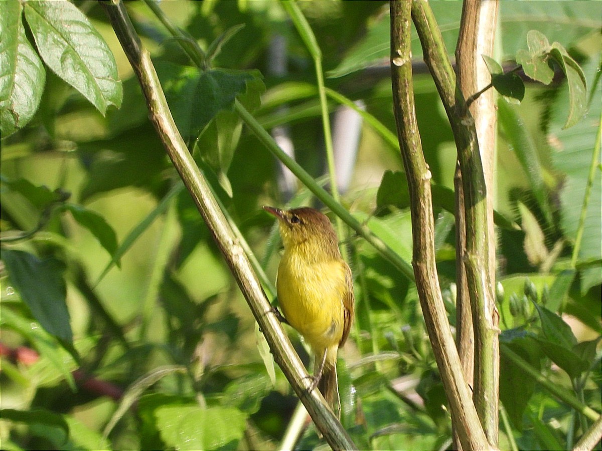 African Yellow-Warbler - ML644843376