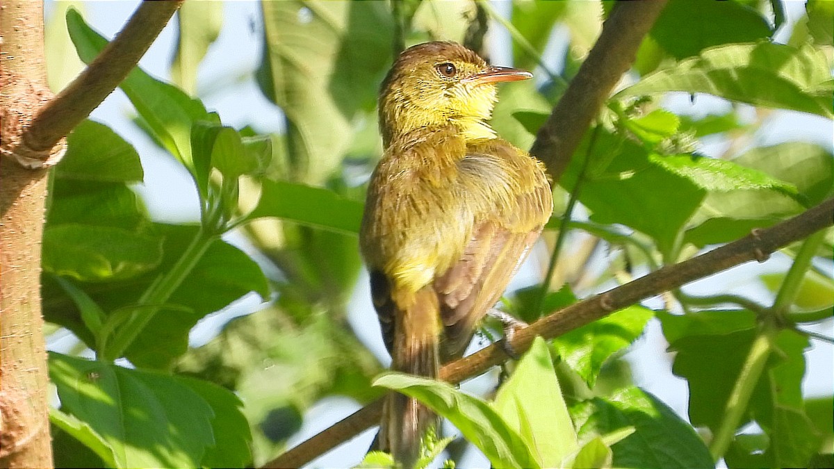 African Yellow-Warbler - ML644843377