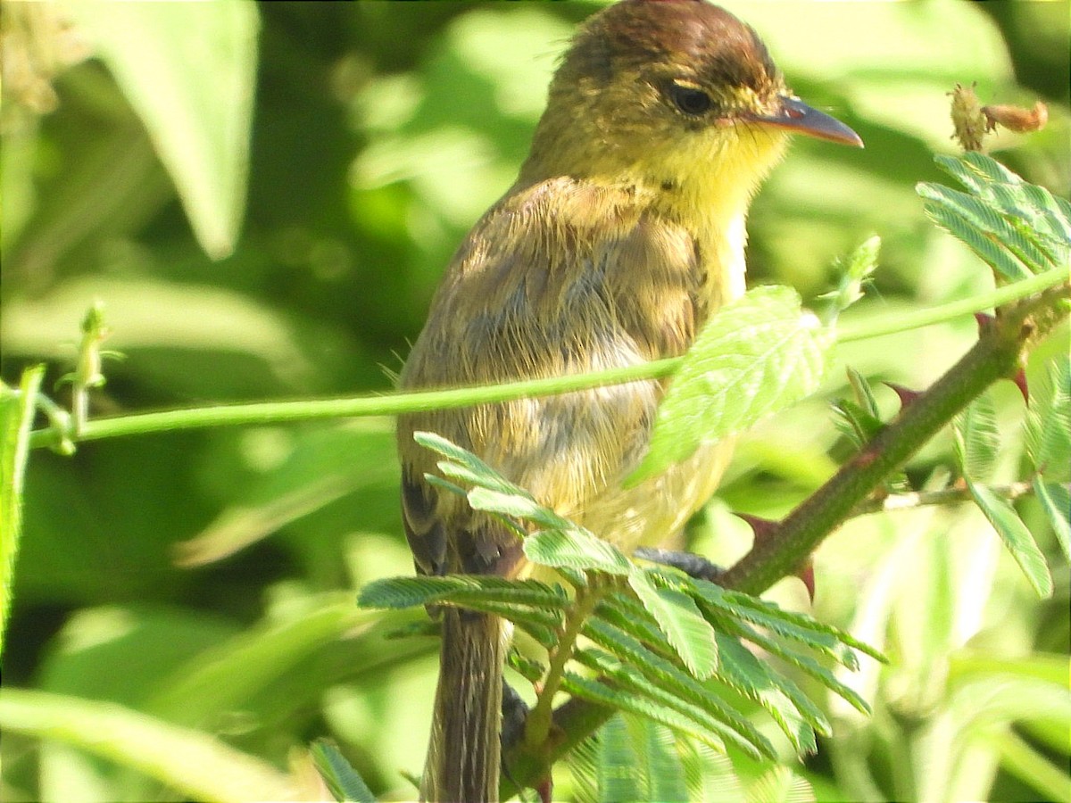 African Yellow-Warbler - ML644843379