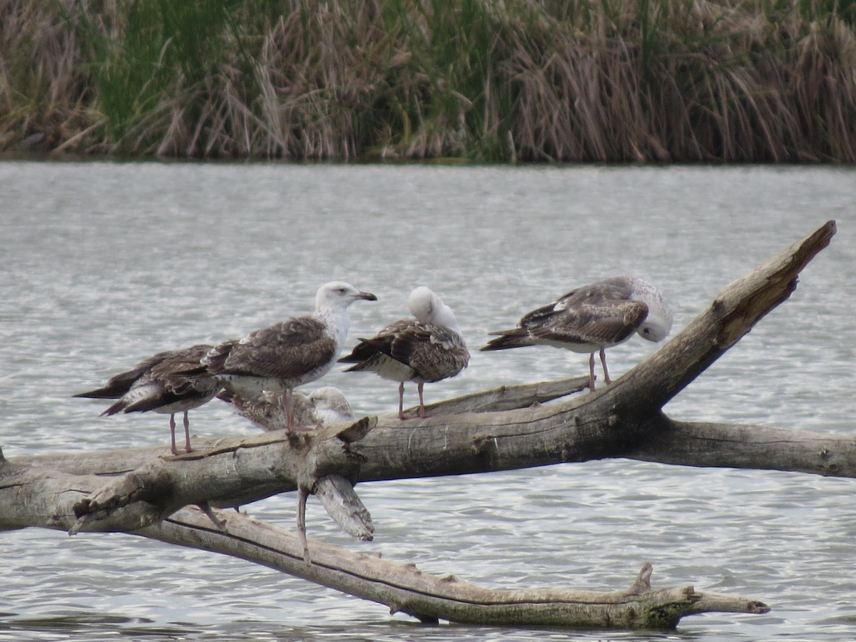 Kara Sırtlı Martı - ML644843388