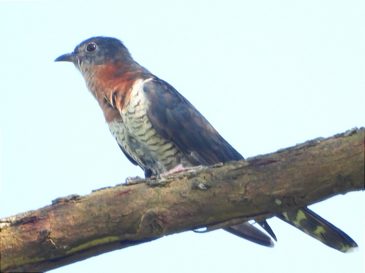 Black Cuckoo - ML644843391