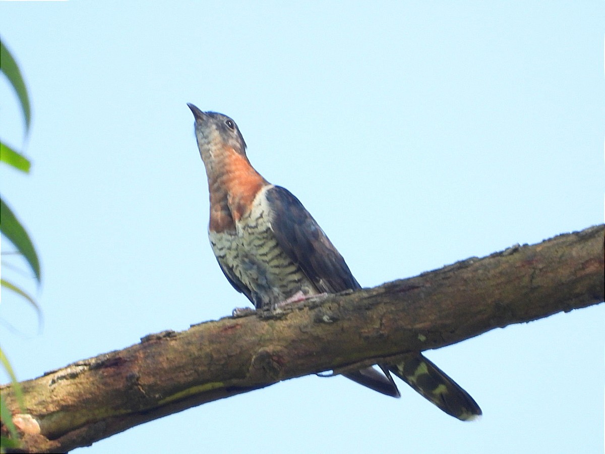 Black Cuckoo - ML644843392