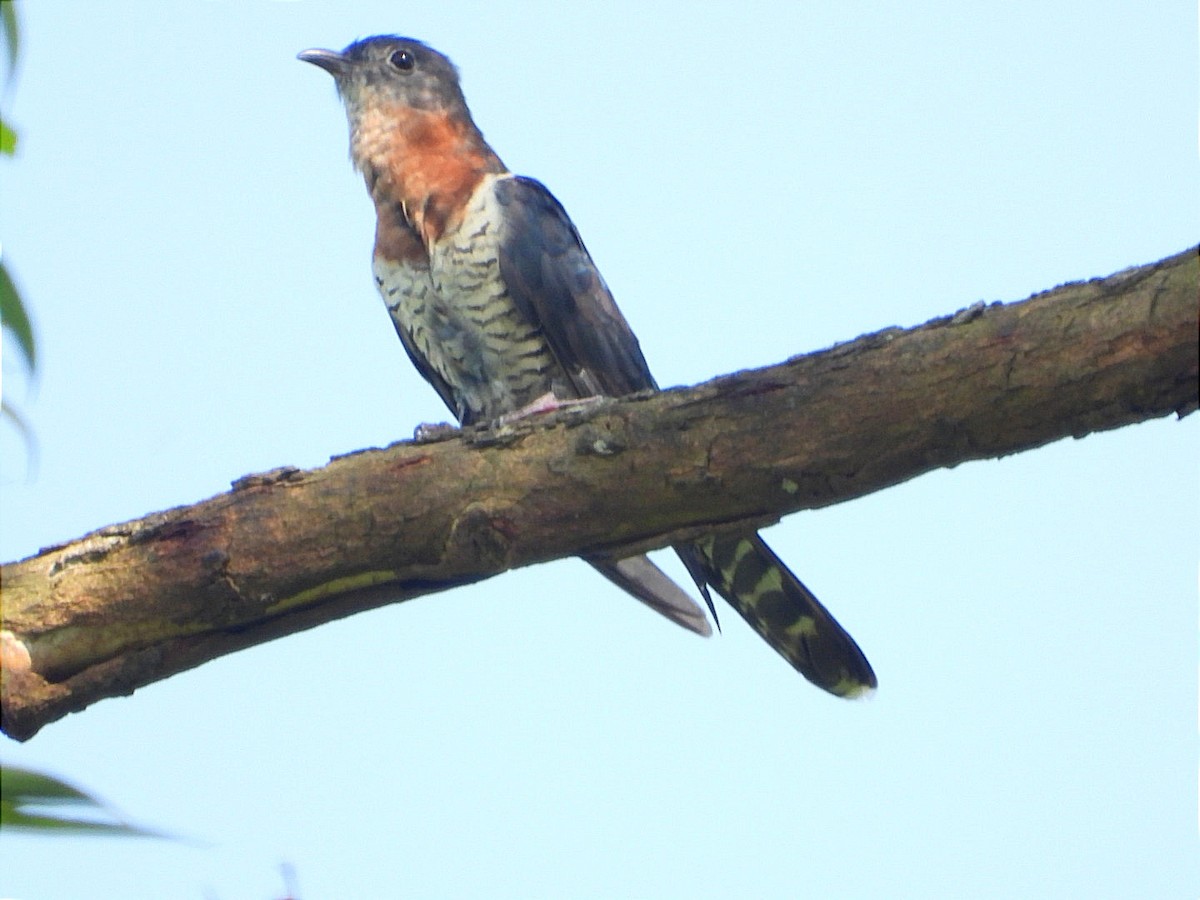 Black Cuckoo - ML644843393