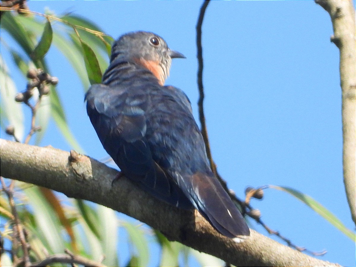 Black Cuckoo - ML644843395