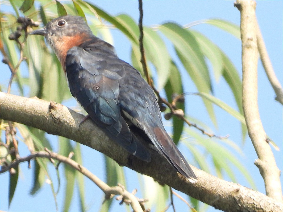 Black Cuckoo - ML644843396