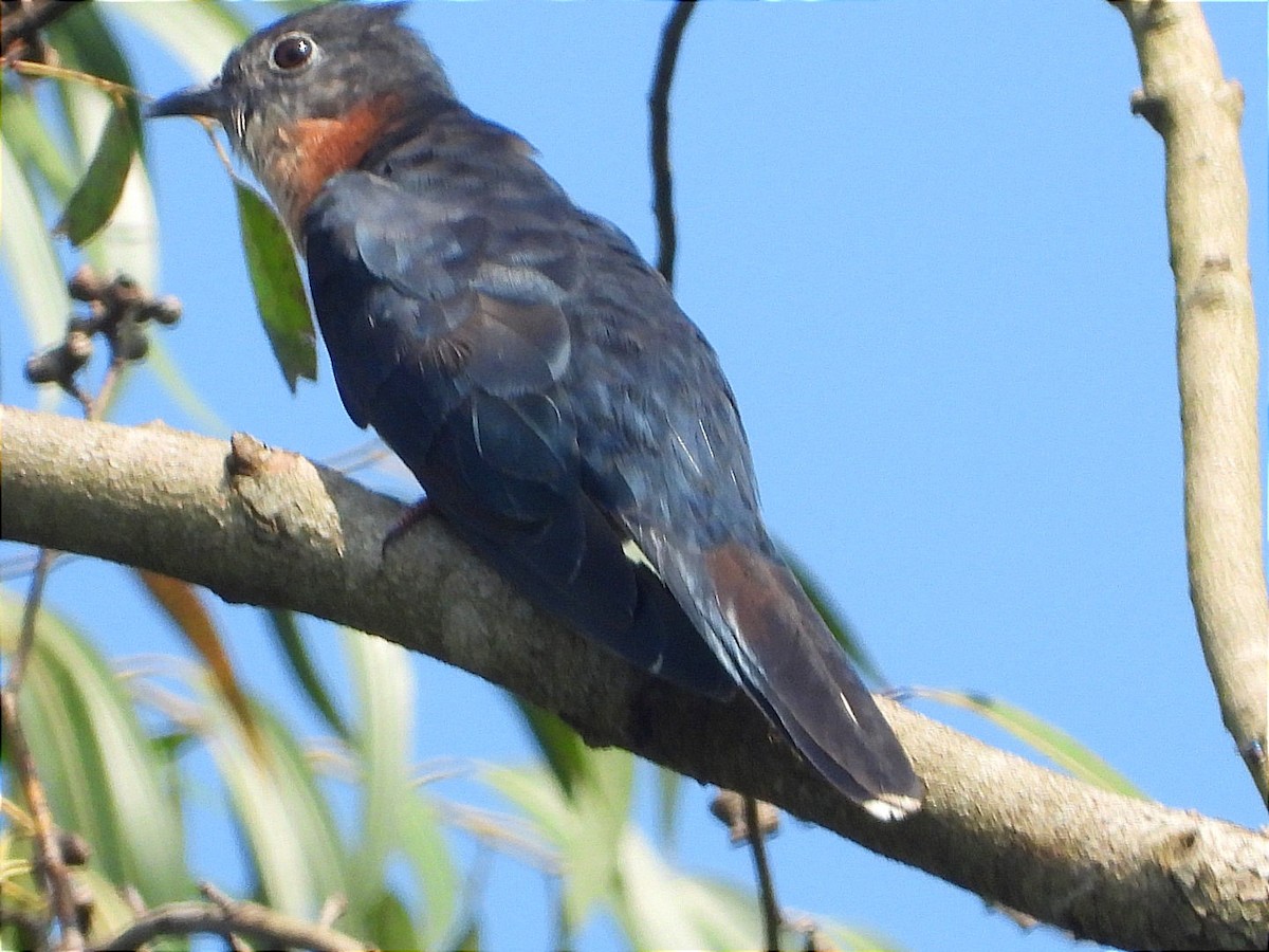 Black Cuckoo - ML644843397