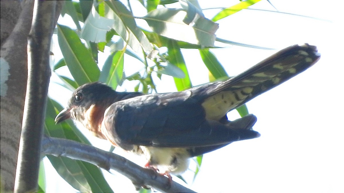 Black Cuckoo - ML644843398