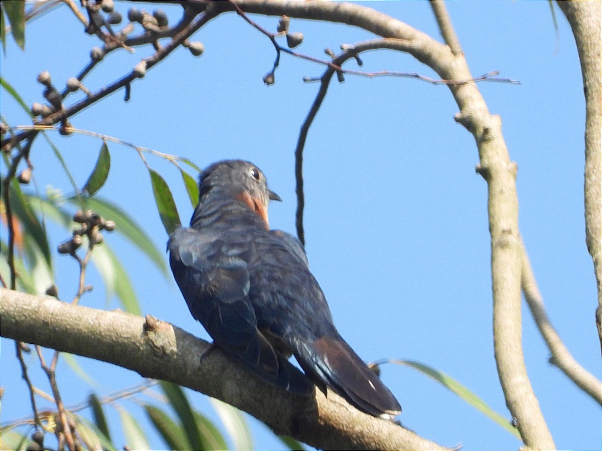 Black Cuckoo - ML644843399