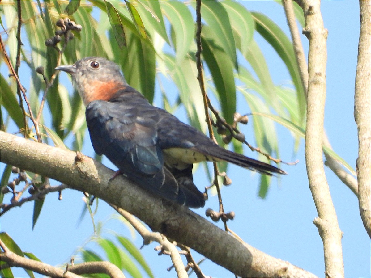 Black Cuckoo - ML644843400