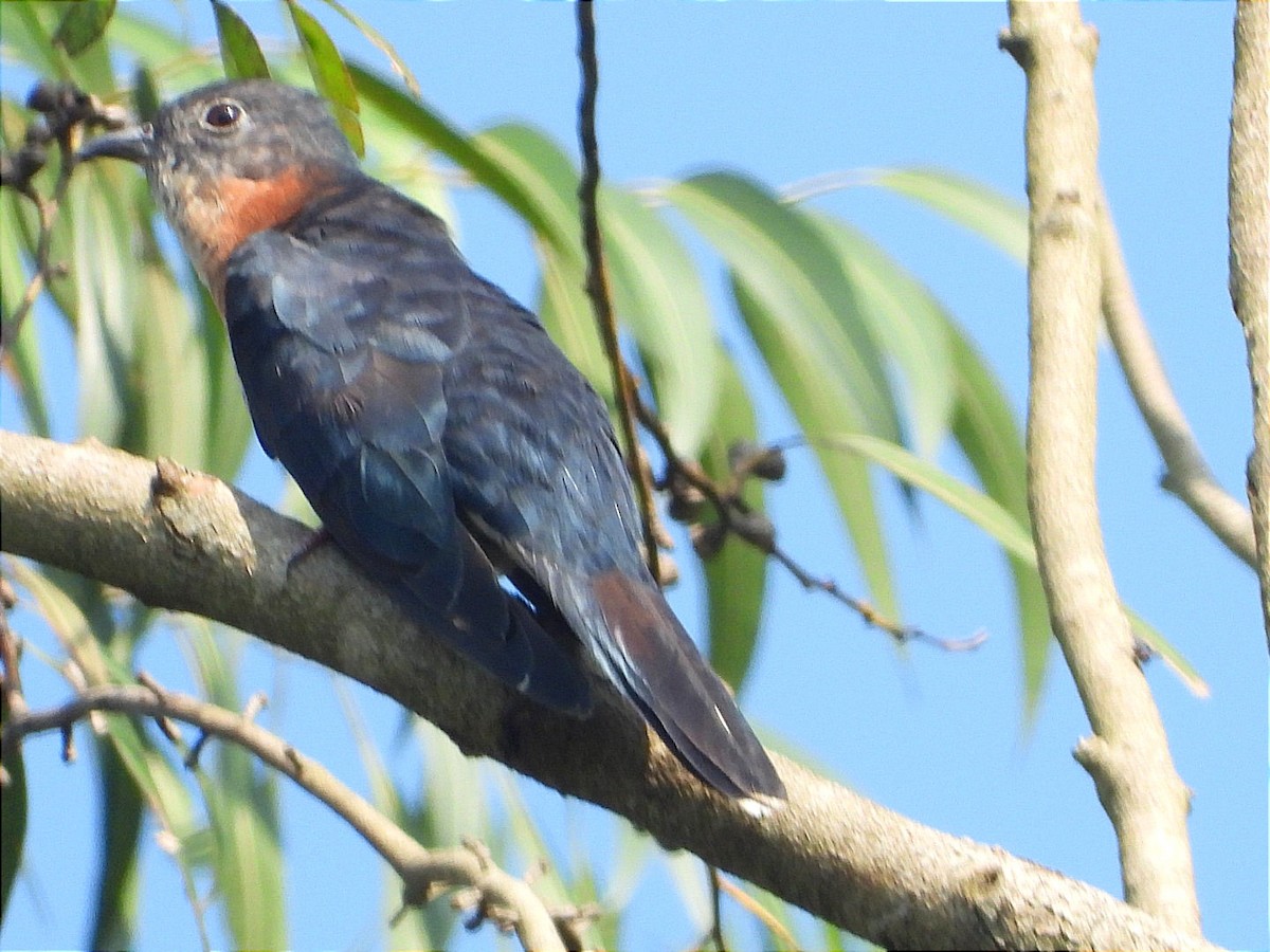 Black Cuckoo - ML644843401