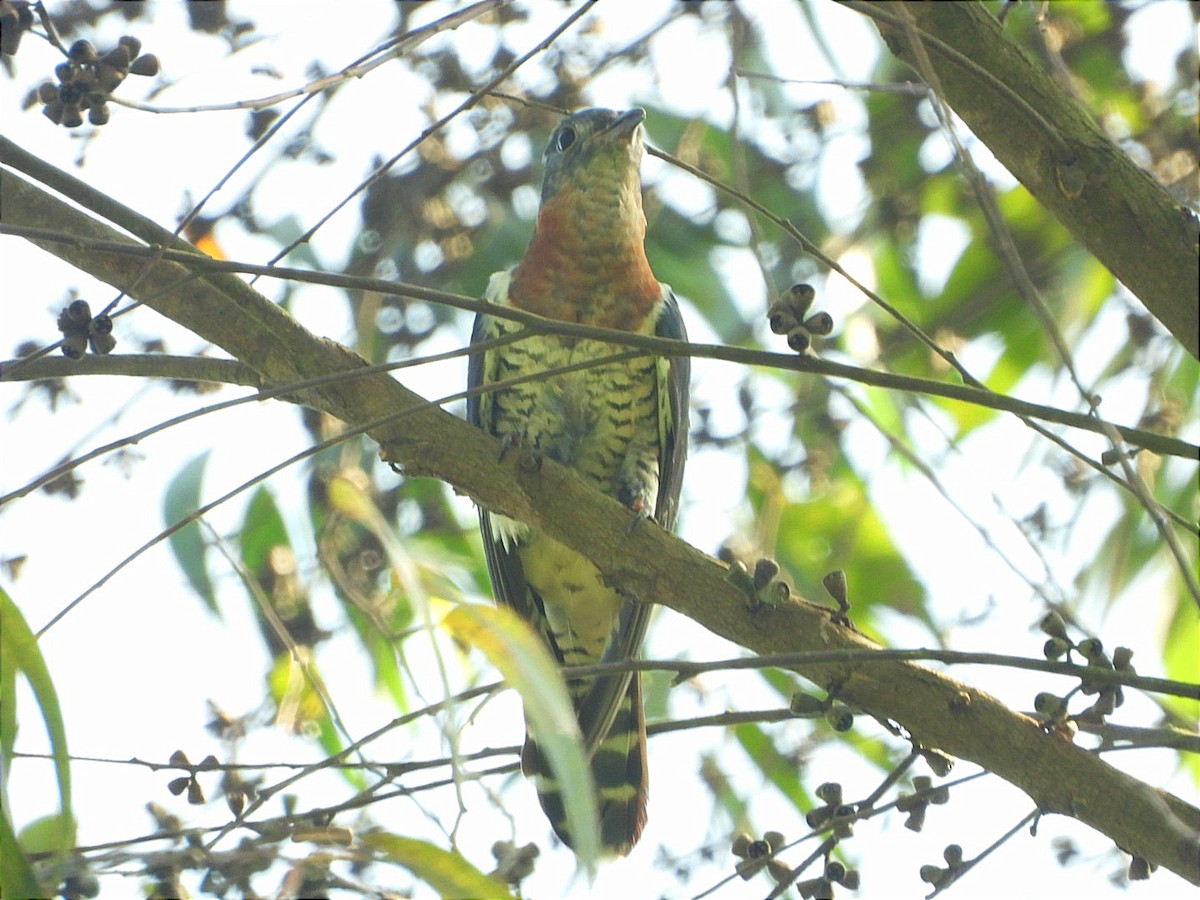 Black Cuckoo - ML644843402