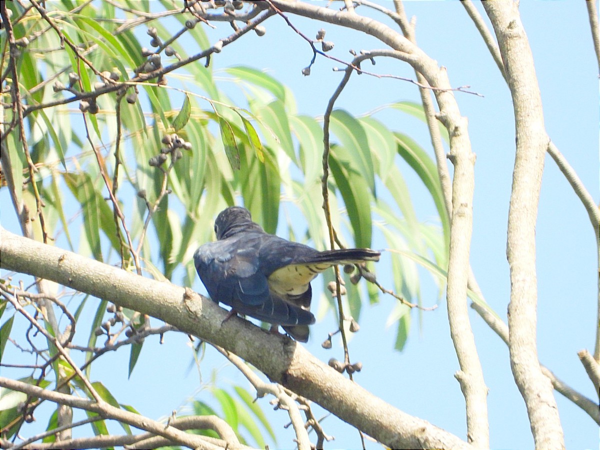 Black Cuckoo - ML644843403