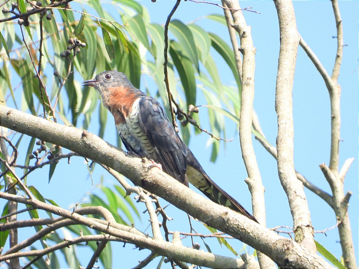 Black Cuckoo - ML644843404