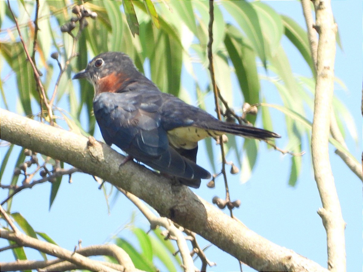 Black Cuckoo - ML644843405