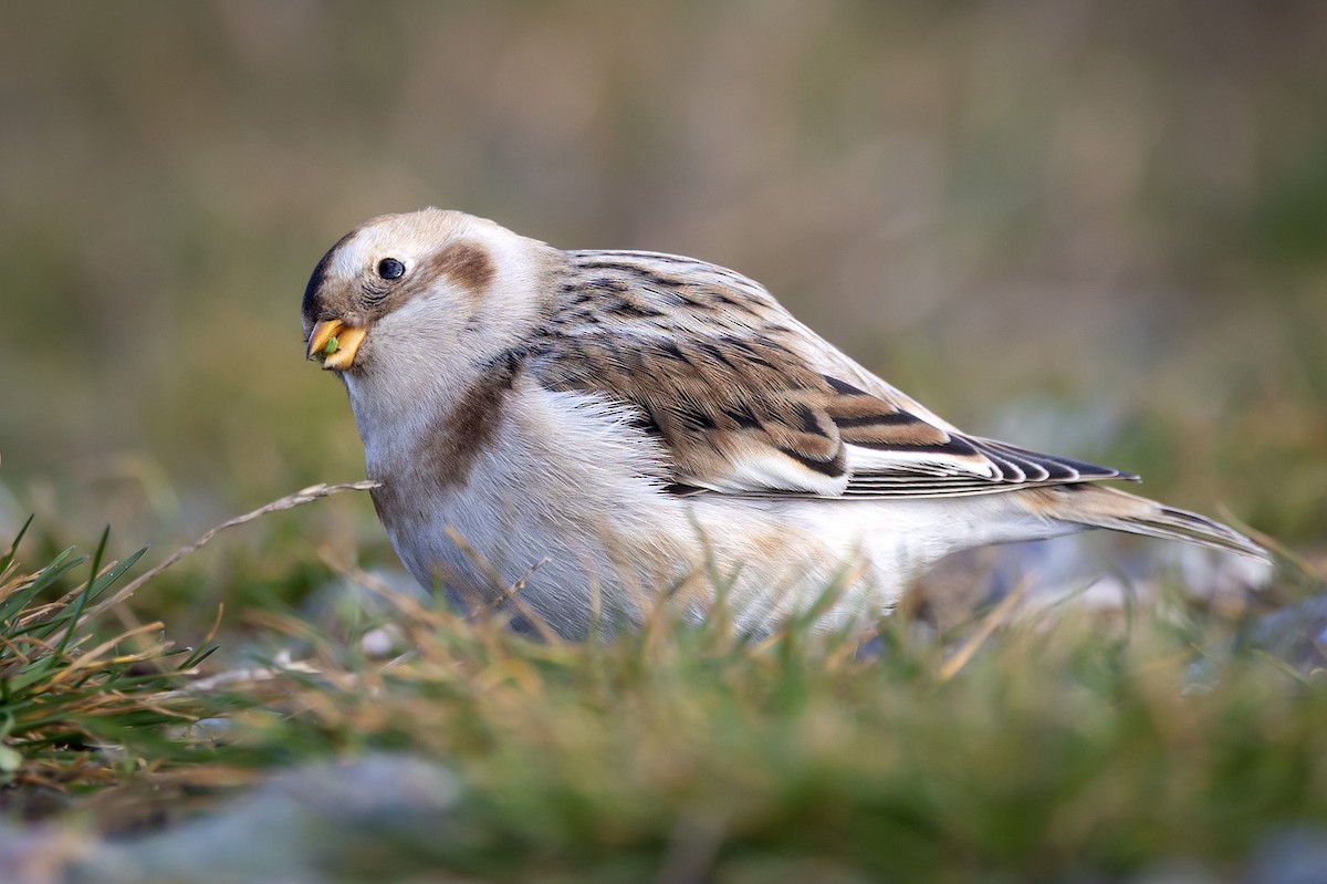 Snow Bunting - ML644843416