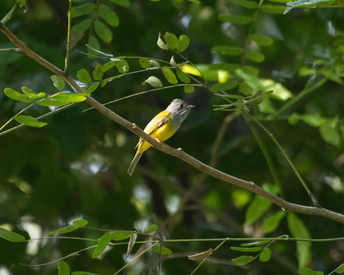 方尾鶲 - ML644843417