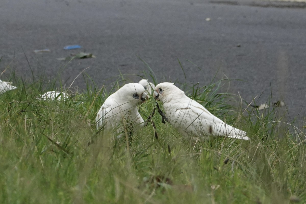 Little Corella - ML644843425