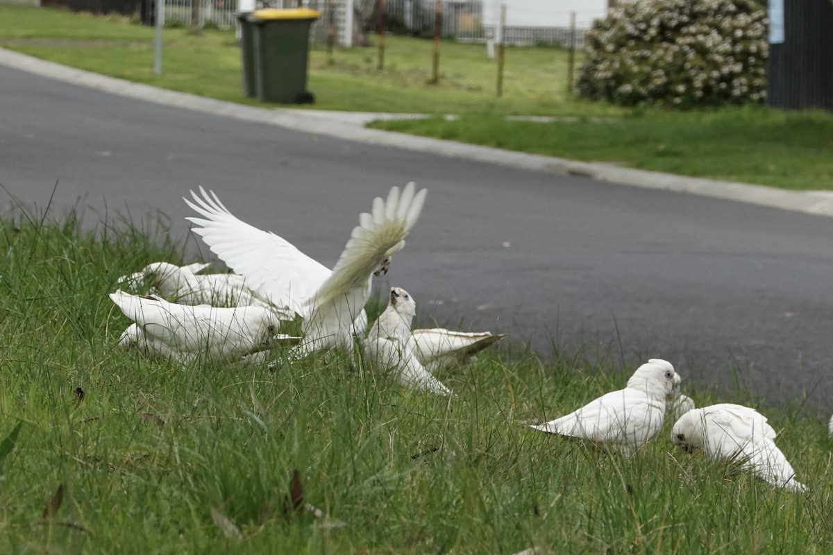 Little Corella - ML644843426
