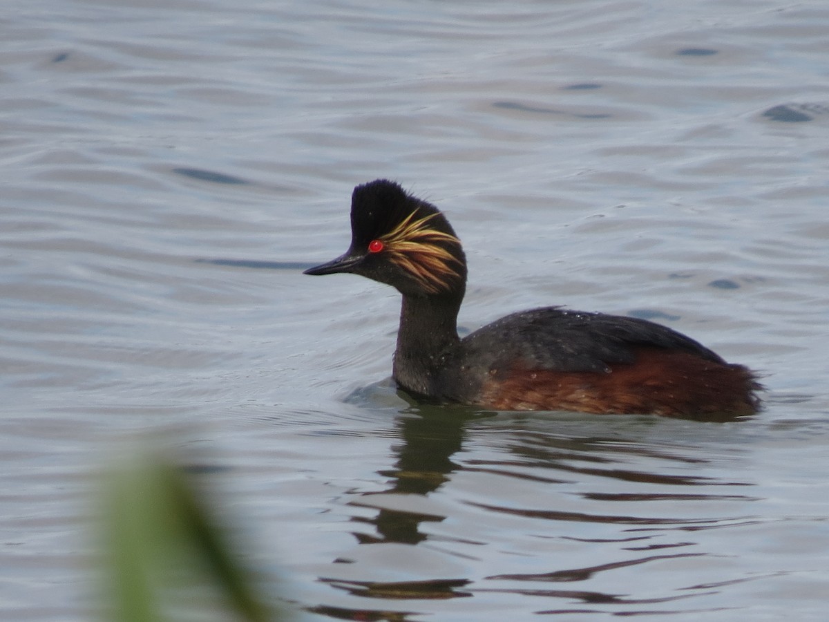 ハジロカイツブリ - ML644843436