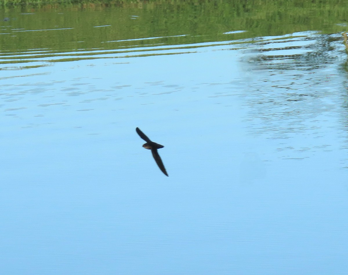 Vencejo de Chimenea - ML644843437