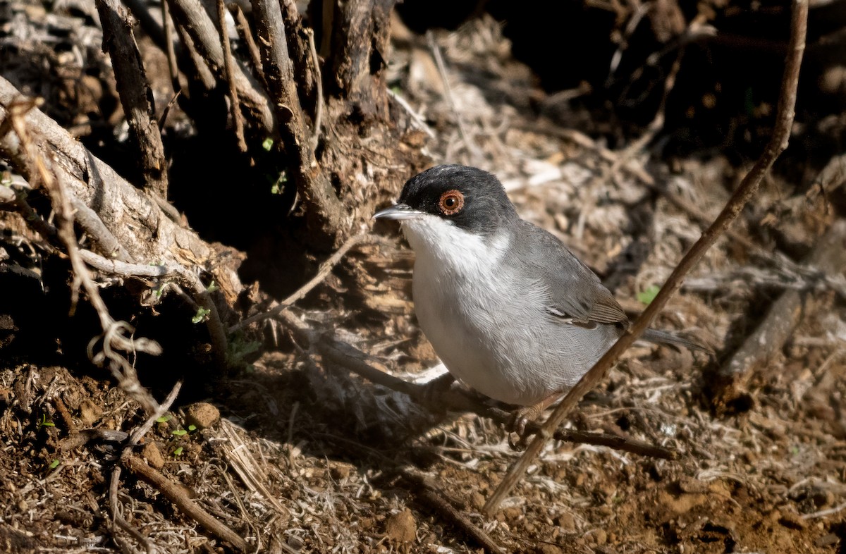 Txinbo burubeltza - ML644843440