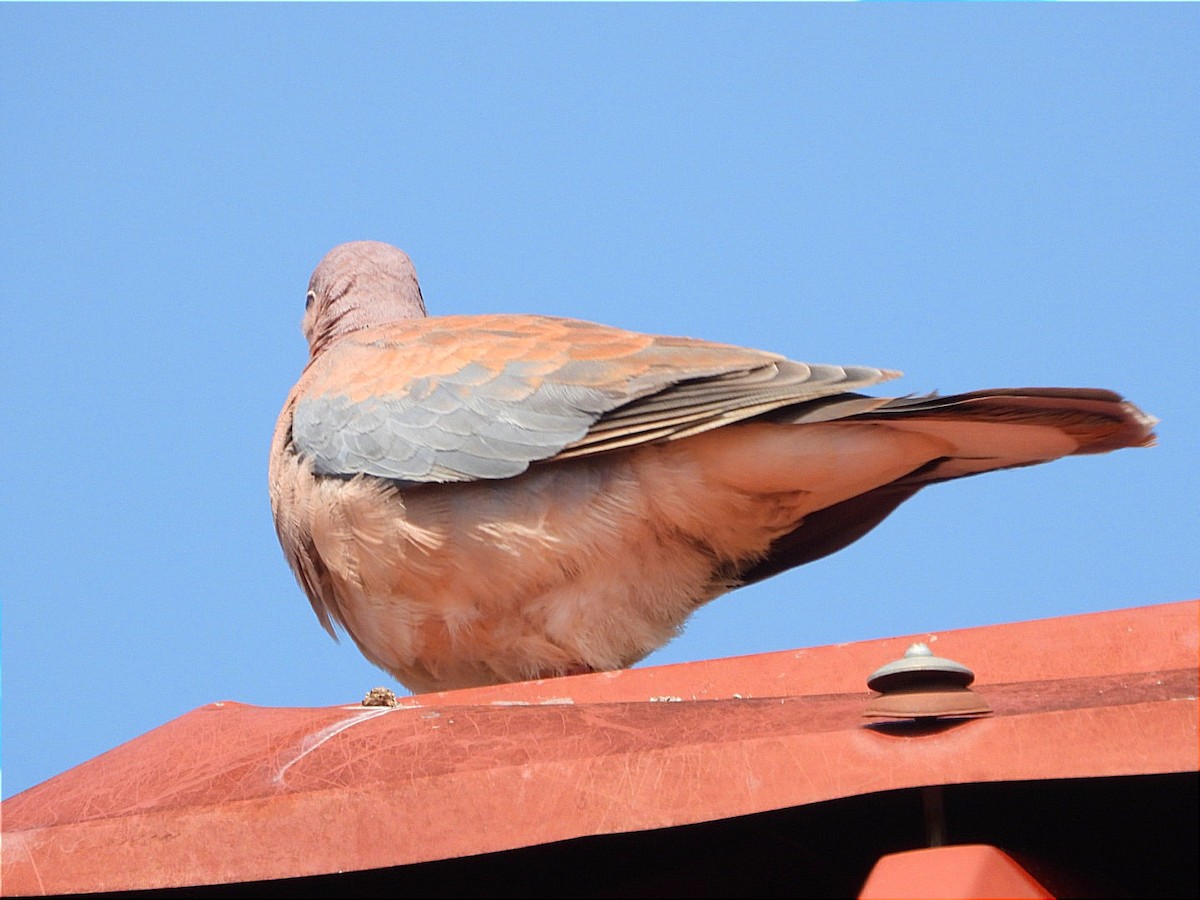 Laughing Dove - ML644843445