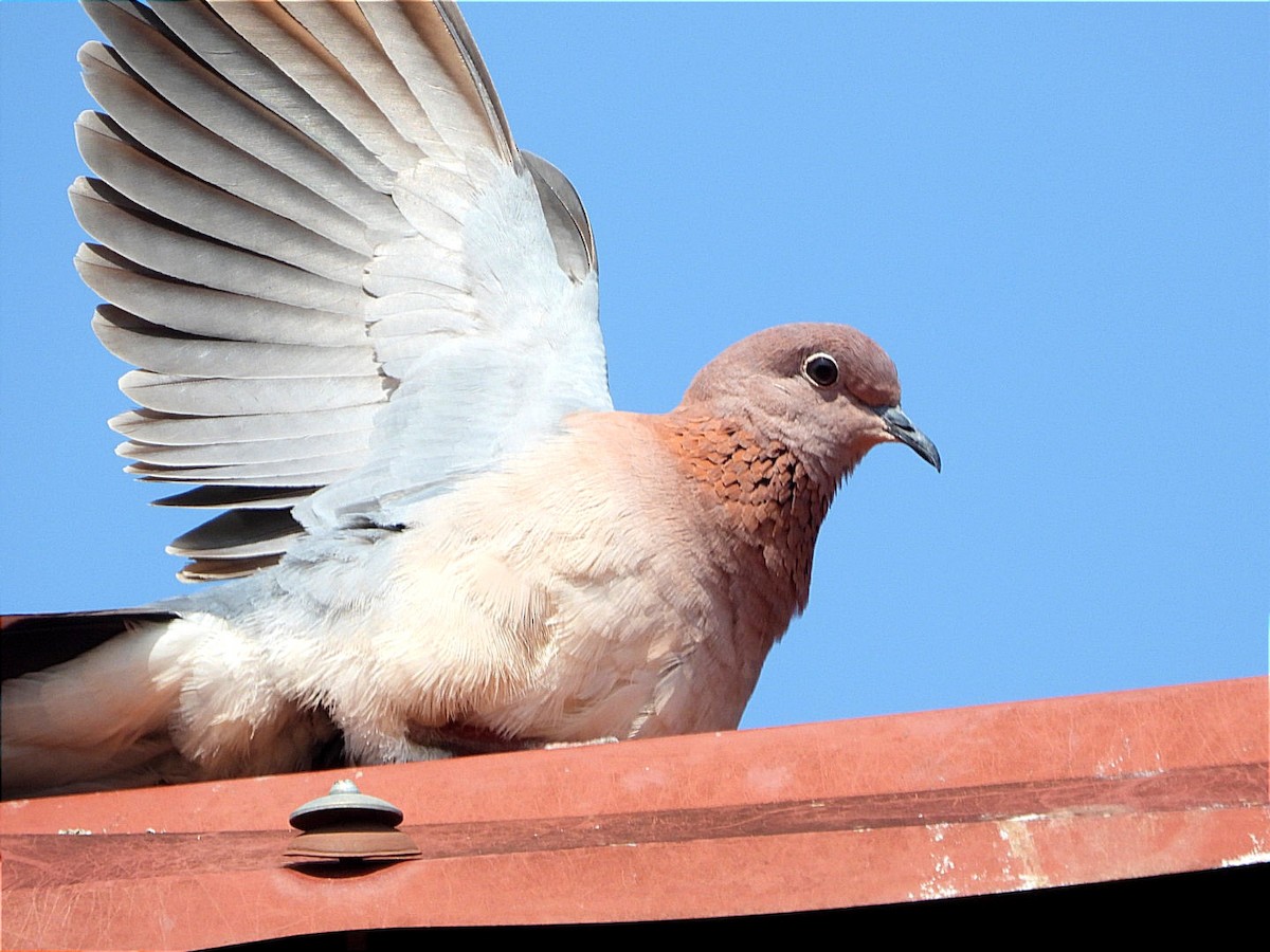 Laughing Dove - ML644843446