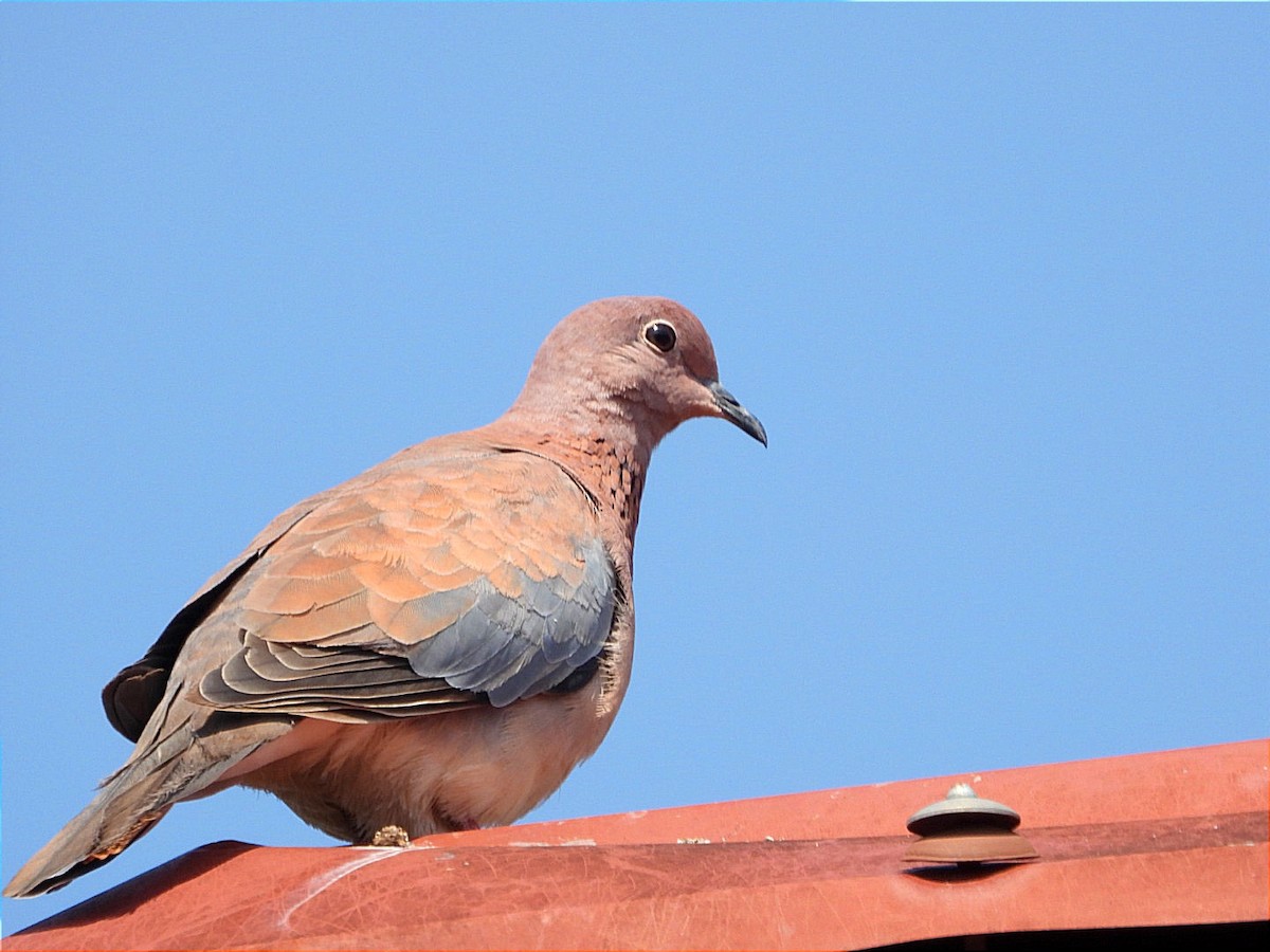 Laughing Dove - ML644843447