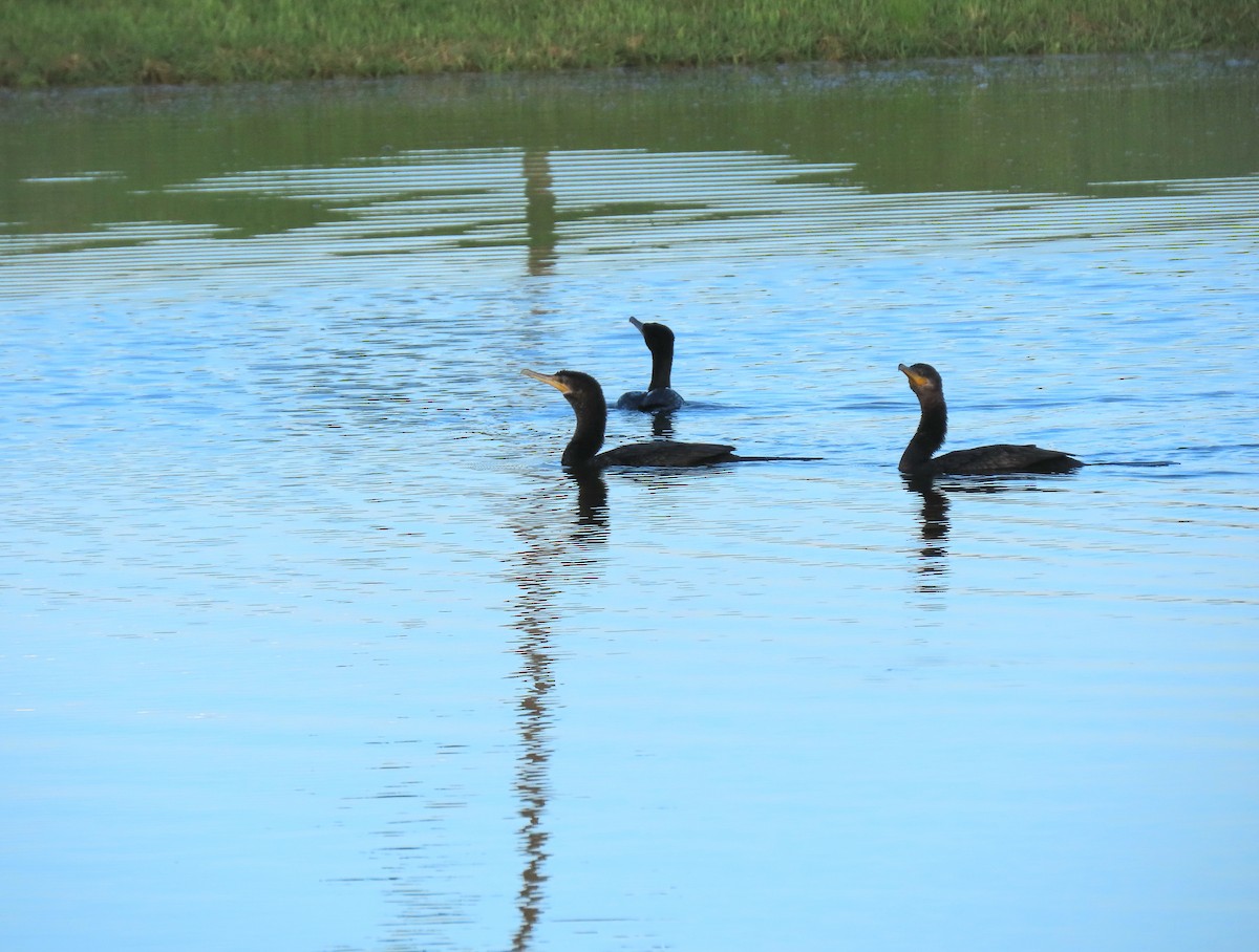 Neotropic Cormorant - ML644843450