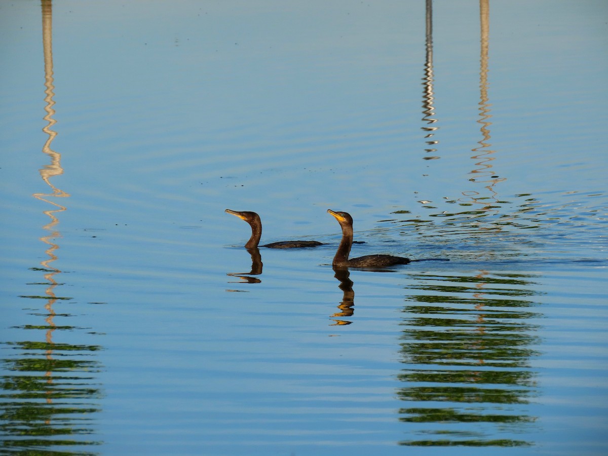 Neotropic Cormorant - ML644843451